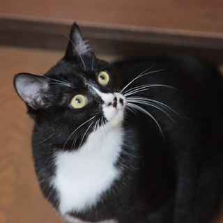 ■24番：黒白ちゃん♀