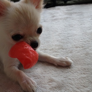 チワワの女の子です。　お願いします