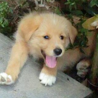 福島県被災犬の子犬3匹