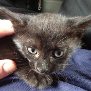 とっても元気なクロネコちゃんです。♪