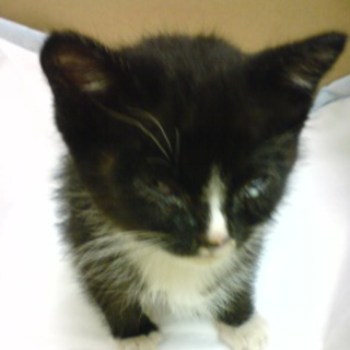 子猫の里親募集中です