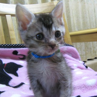 里親様が決まりました。