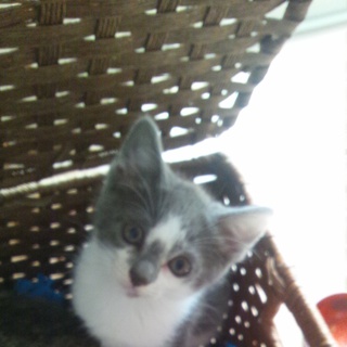 グレー×白　♀　