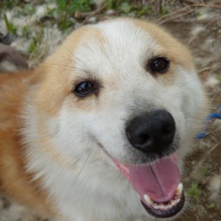 ミックス5歳。里親募集中