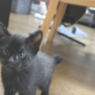 生後一ヶ月のクロ猫です