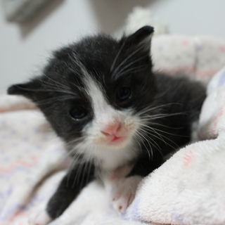 生後一ヶ月のプッチです