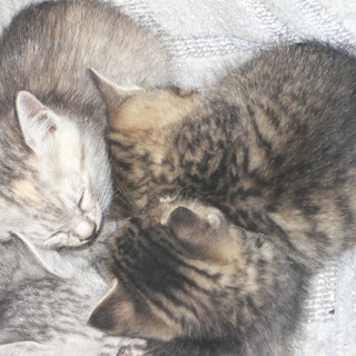 里親様が見つかりました！