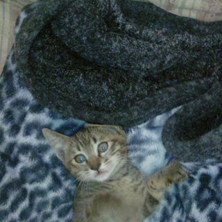 子猫の里親を募集中です。