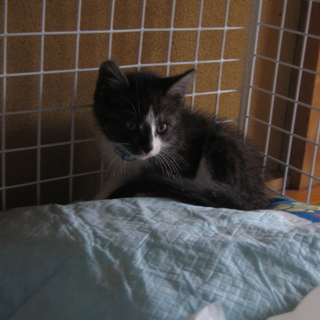 ２ヶ月の子猫の里親募集！