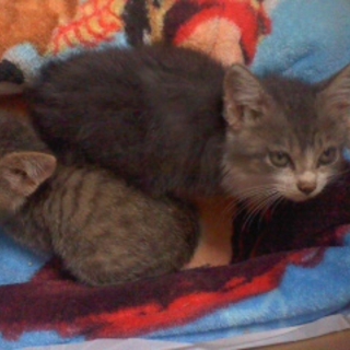 生後１ヵ月半の仔猫きょうだい里親募集！