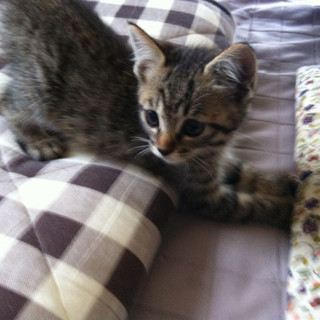 キジトラ・二か月の男の子です