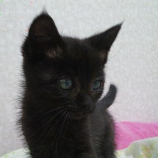 ふわふわクロちゃんです