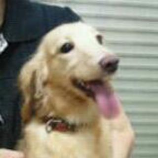 とても急いでいます！ダックスフンド