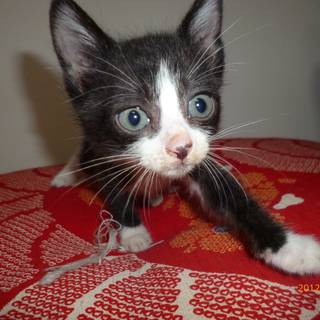 里親募集中です