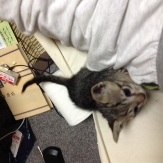 生後0カ月、キジトラです。