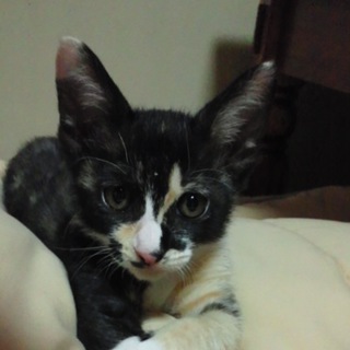 ♀生後2ヶ月半の仔猫です。