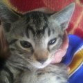 かわいい猫です。