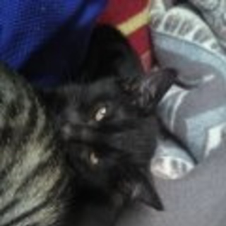 かわいくて綺麗な黒猫です。