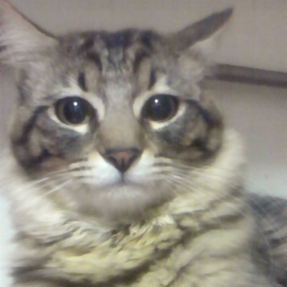 里親様を募集いたします！