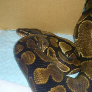 ボールパイソン♂