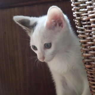 肉球ぷにぷにピンク！2ヶ月しいちゃん