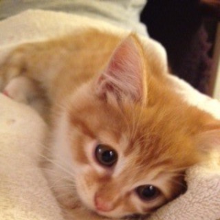 応募者多数のため一時募集停止です