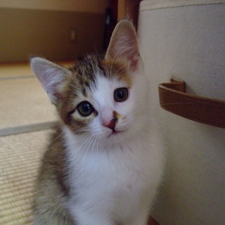 子猫の里親を募集しています。