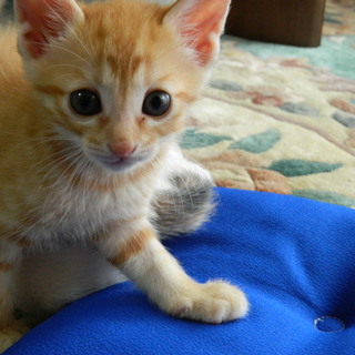 可愛くて元気な子猫です