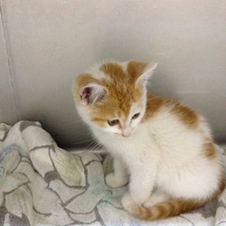 甘えん坊の元気な男の子です。白茶トラ