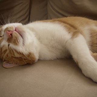 人懐っこい甘えん坊　２才の茶白とら