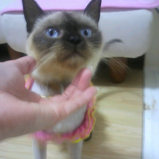 決して美人猫ではありませんが・・・よろしくお願いします。