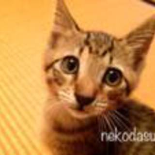 キジトラ　里親募集中