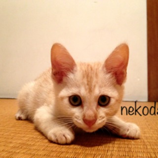 ベージュのトラ　里親募集中