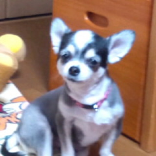 チワワ(メス3歳)