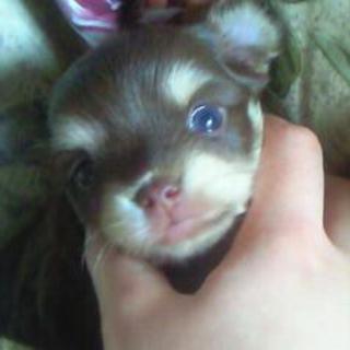 ロングコートチワワ 5月11日生まれ♀