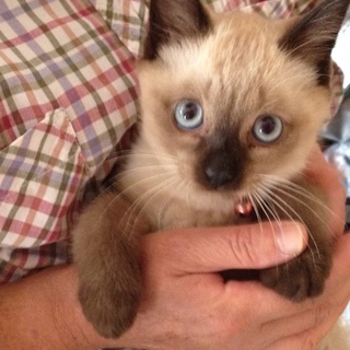 シャム猫柄です