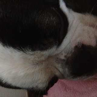 元気いっぱい！とても人懐こいです！！