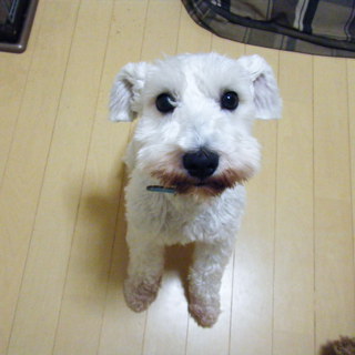 Mシュナウザー里親様募集