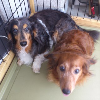 急いでます！！ミニチュアダックス