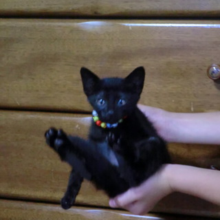 里親さんが決まりました。有難うございます。