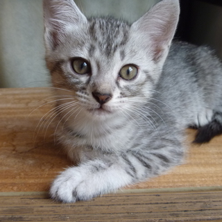 なかなかの美人さんです