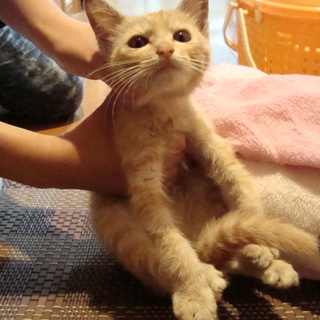 決まりました、どうもありがとうございました