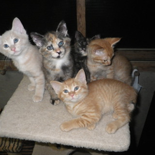 かわいがってくださる方、お願いします！