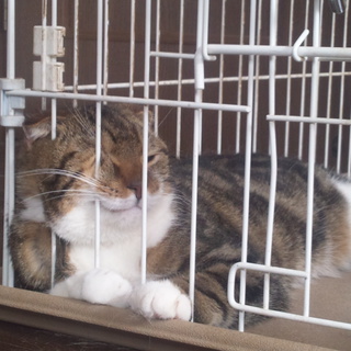 里親様を探しています！