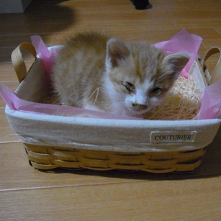 甘えん坊子猫！！