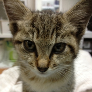 人懐っこくて、本当にいい子です！