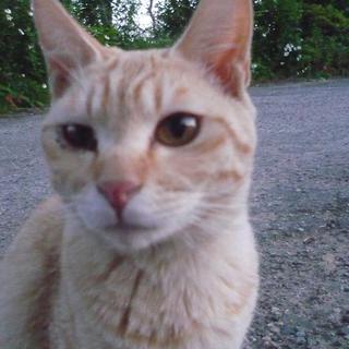 急募！この子たちを助けてください