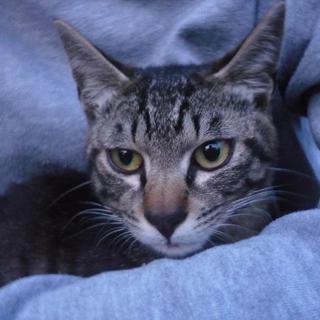 急募！この子たちを助けてください