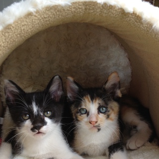 無事に里親さん決まりました。ありがとうございます。