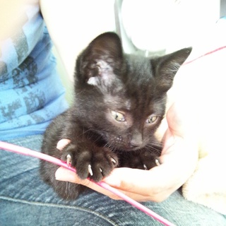 仔猫ちゃんのママになってあげて下さい！